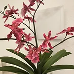 Modernes Am Mit Garten דירה *